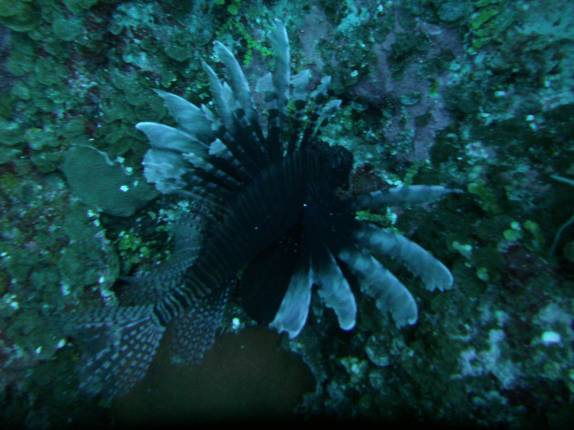 Enorme Lion Fish na Punta Frances, na Isla de la Juventud, em Cuba
